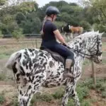 Megan riding her horse, Milo.